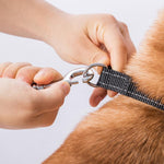 Correa extensible para mascotas