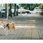 Correa extensible para mascotas